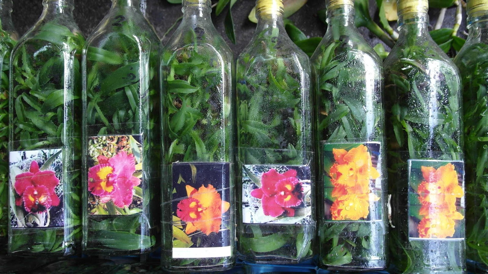 Картинки фласки. Фаленопсис фласки. Орхидеи из Тайланда в бутылках. Фласки орхидей из Таиланда.