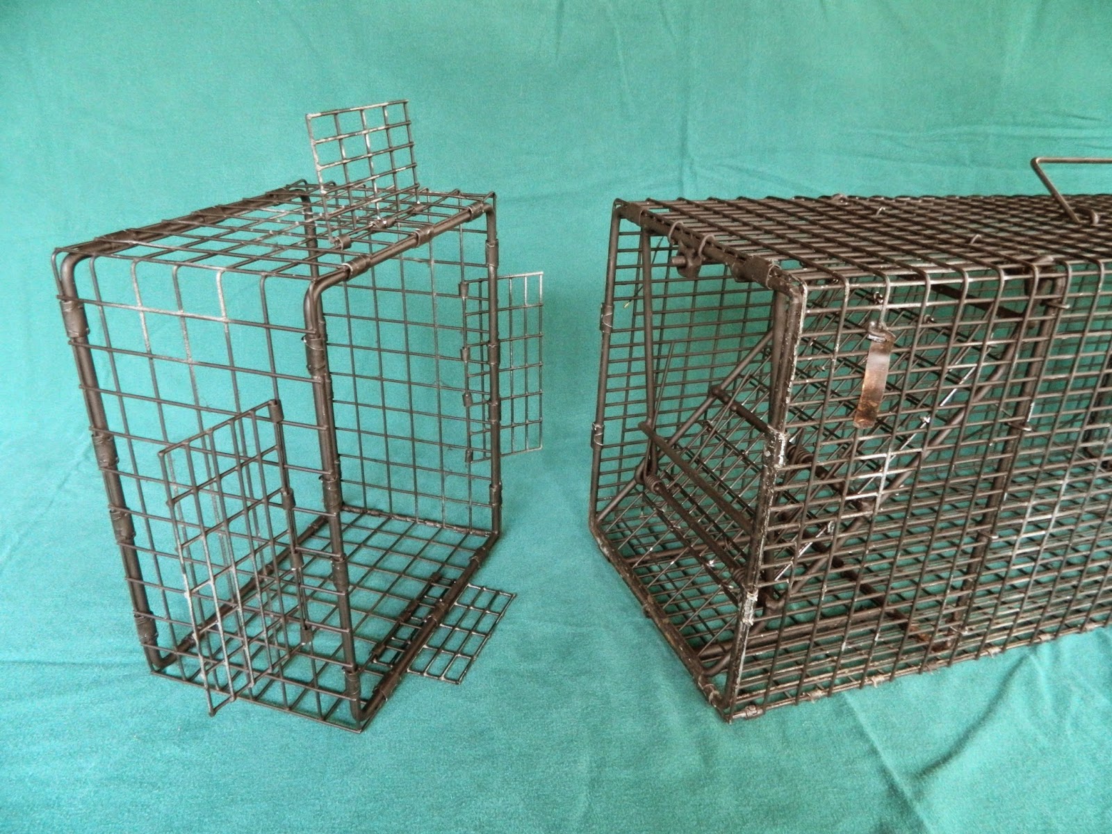 A Pair of Flying Squirrels taken in a 5x5x24 Comstock Live Squirrel Cage  Trap - Comstock Custom Cages