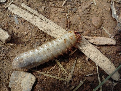 Homestead Hill Farm: The Invasion of the Crawly-Backs