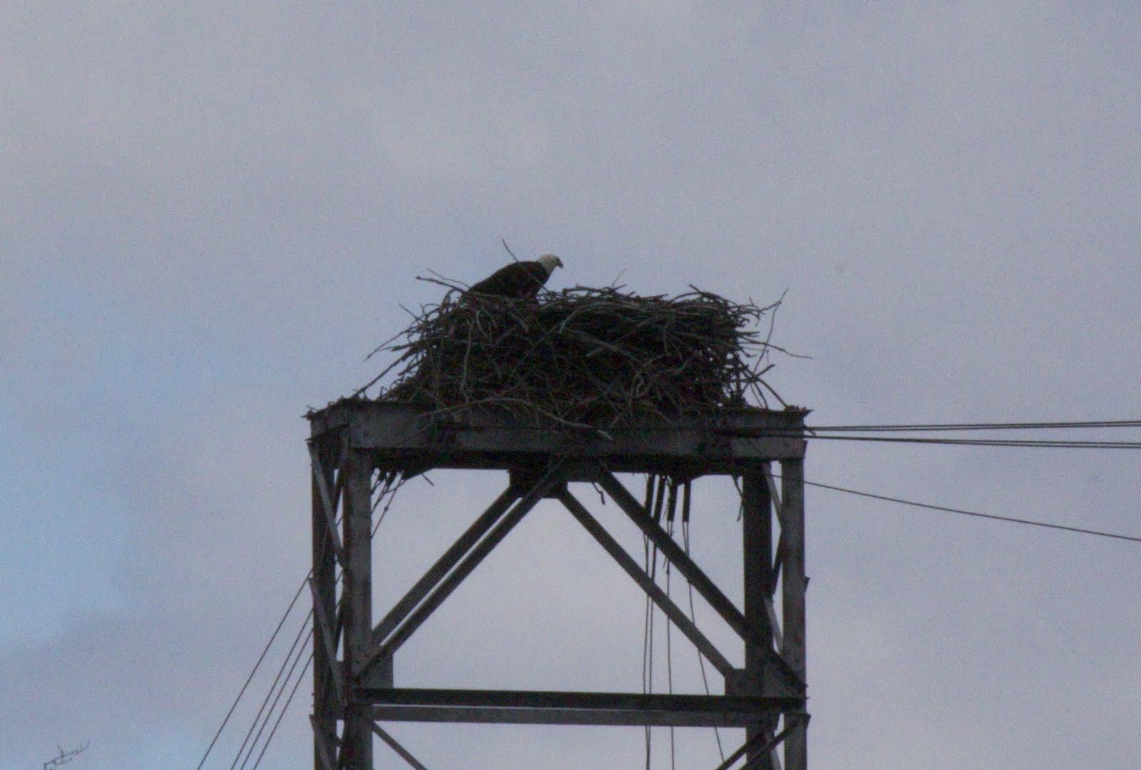 MerrySyracuse Bald Eagles at Montezuma National Wildlife Refuge