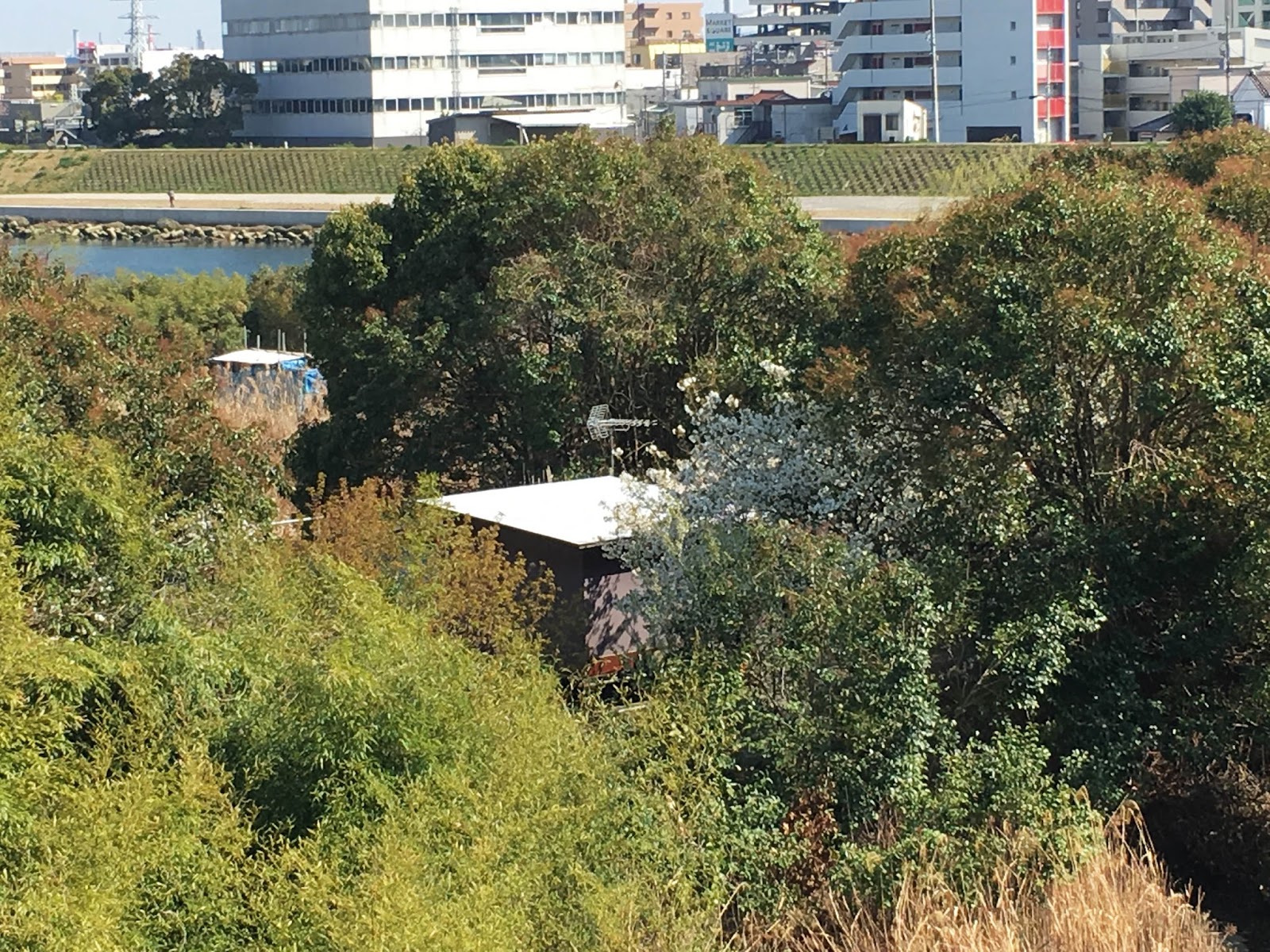 東京にあるホームレスの集落 人々が集う多摩川の河川敷にあるのわ C ミライノシテン