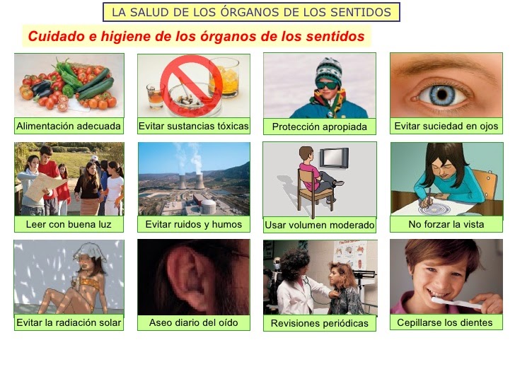 Los Cinco Sentidos. Hábitos higiénicos para mantener saludables los sentidos. Los Cinco Sentidos. Hábitos higiénicos para mantener saludables los sentidos.