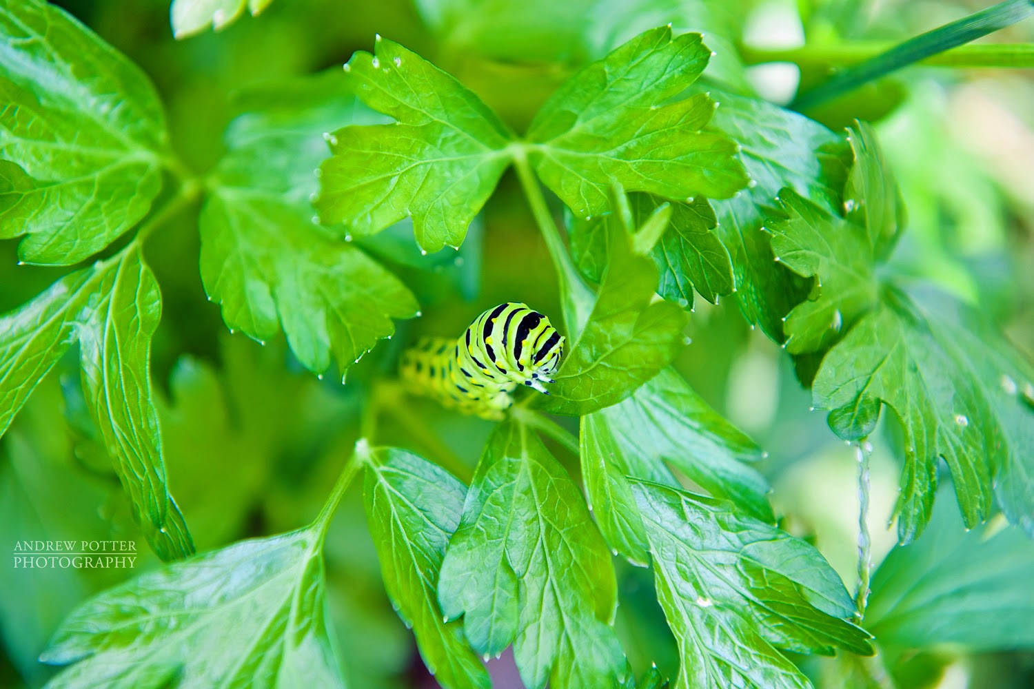 Andrew Potter Photo Blog Parsley Worm Caterpillar