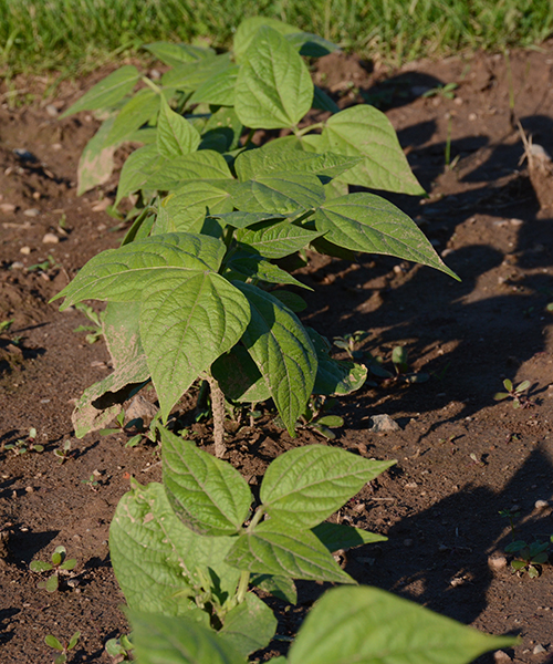 Gardening; beans | My Darling Days Gardening; beans | My Darling Days