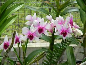 Dendrobium bigibbum Cooktown orchid at Orchid World Barbados by garden muses-not another Toronto gardening blog