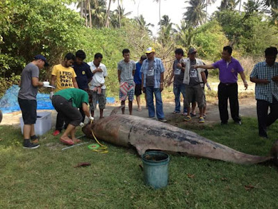 Black whale or sperm whale beached on Maret, Koh Samui