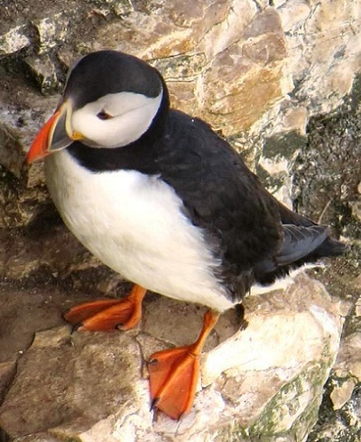 Puffin