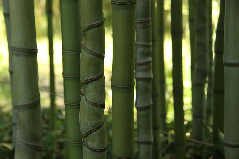 Bambuspflanzung geplant, ausgeführt und gepflegt von derBambusexperte