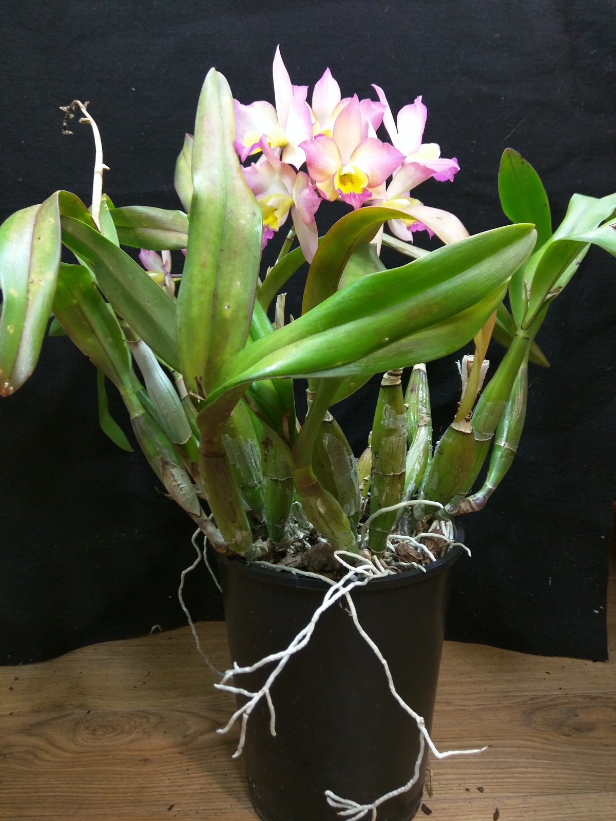 Kev&rsquo;s Orchids: Bloom Event - Iwanagara Apple Blossom