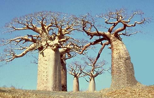 Arvorés milenares de Baobá
