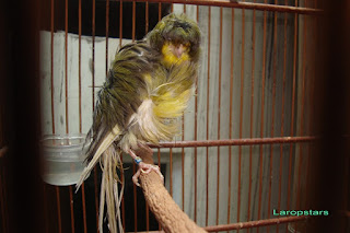 Burung Kenari Parisia Frilled - Solusi Penangkaran Burung Kenari - Mengenal Burung Kenari Parisia Frilled - Kenari Postur