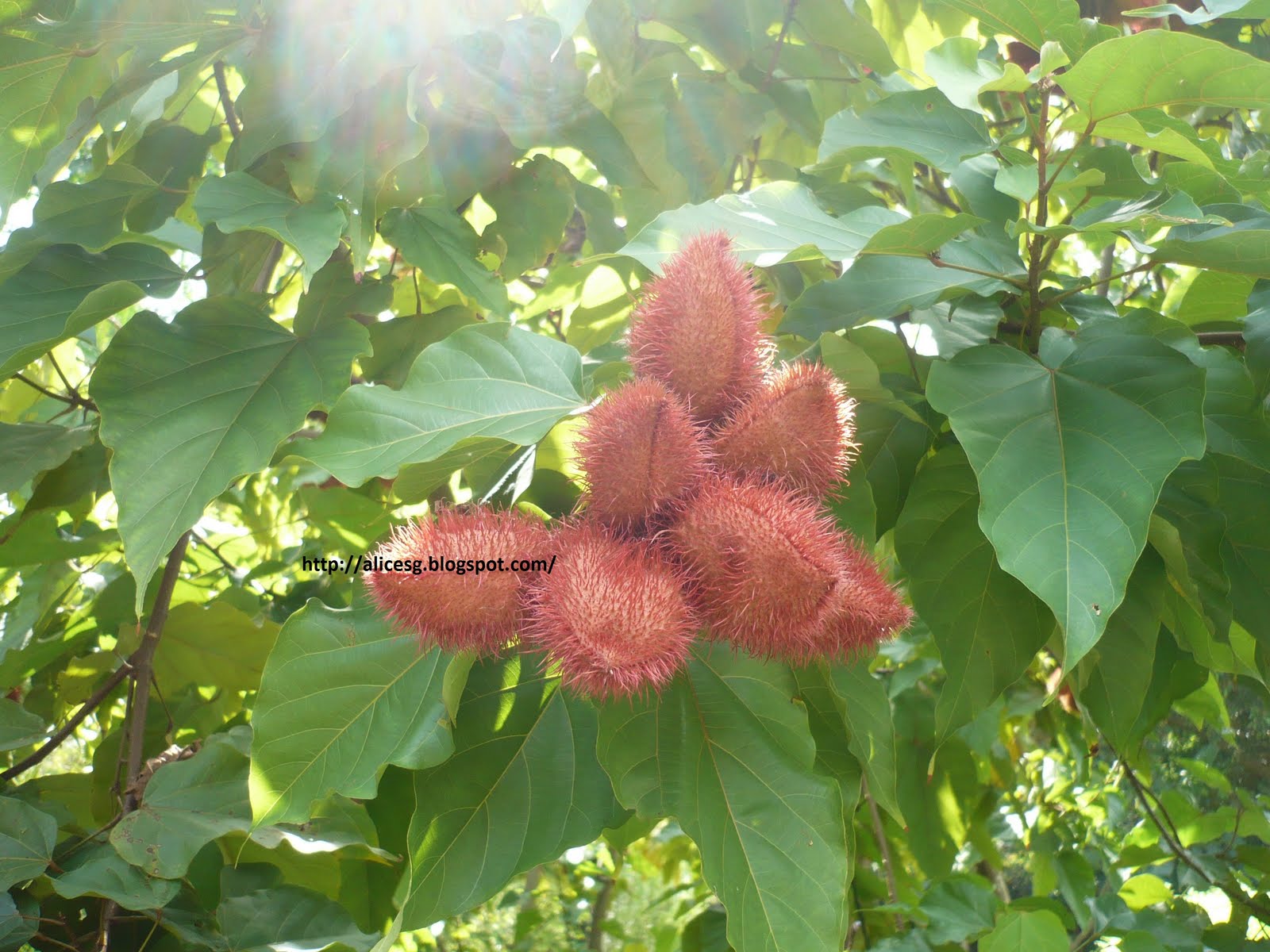 AlicesgSingaporemyhome Singapore Botanic Garden Jacob Ballas