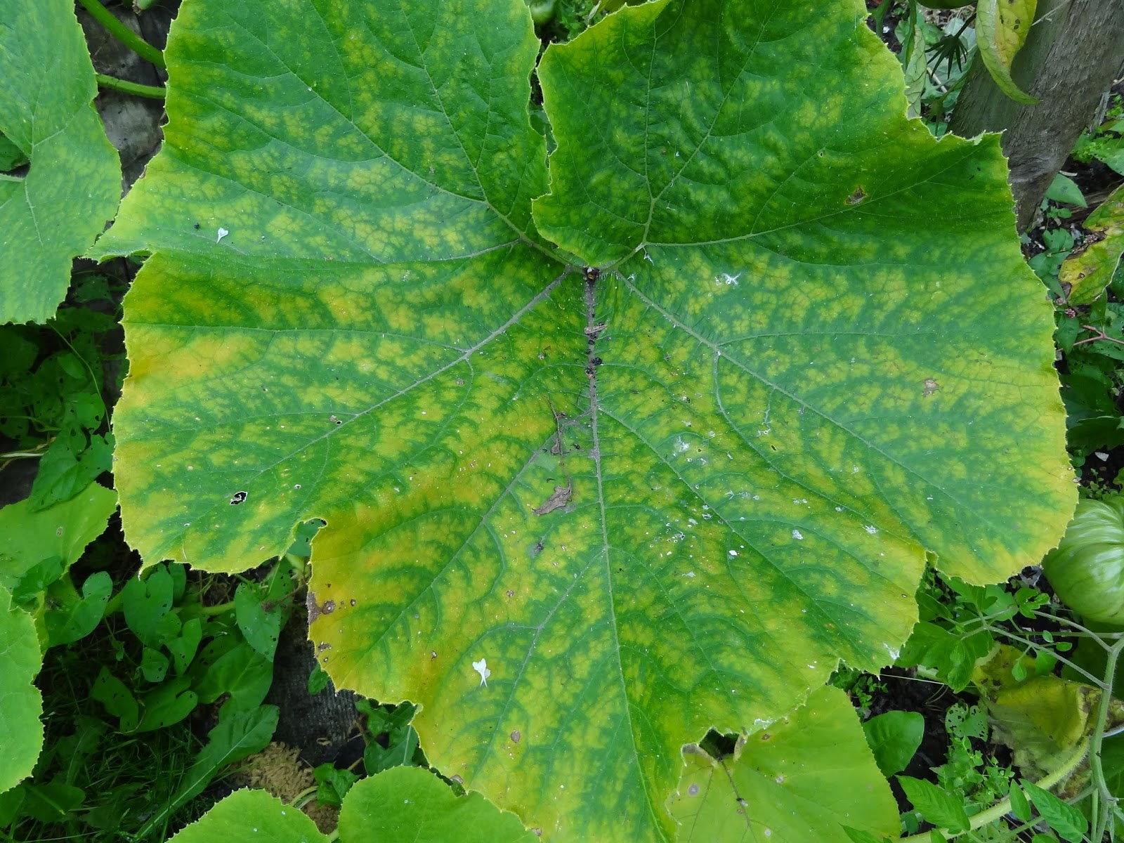 Down on the Allotment: Eating Pumpkin Leaves