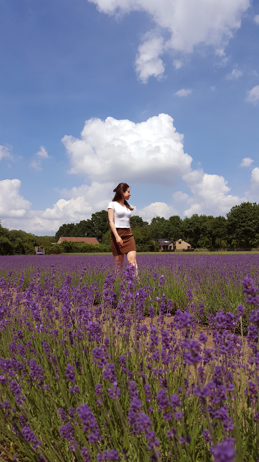 Limburg Lavendel Limburg Lavendel
