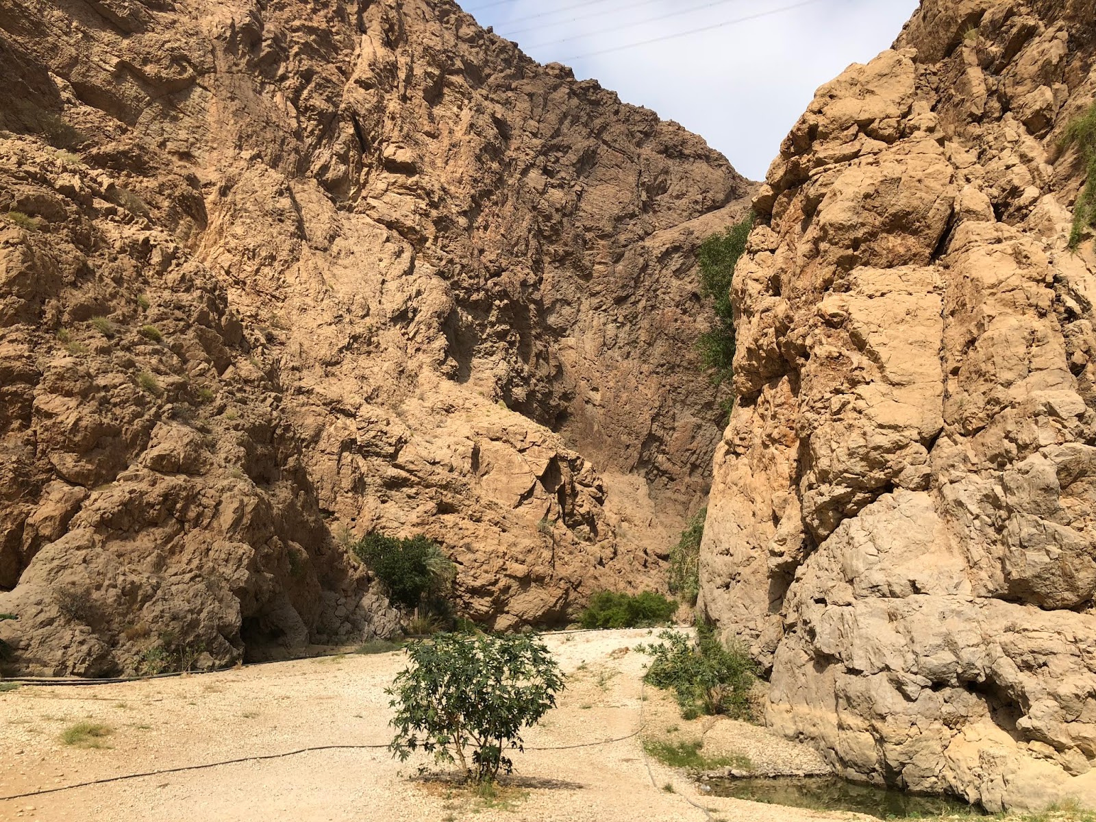 Adela Tarpan Wadi Wadi Wadi