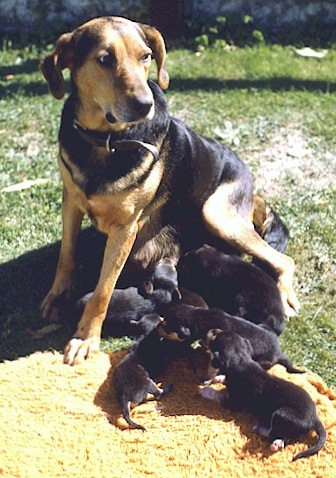 Dog Food Prevent Shedding Labs Dog Food Prevent Shedding Labs