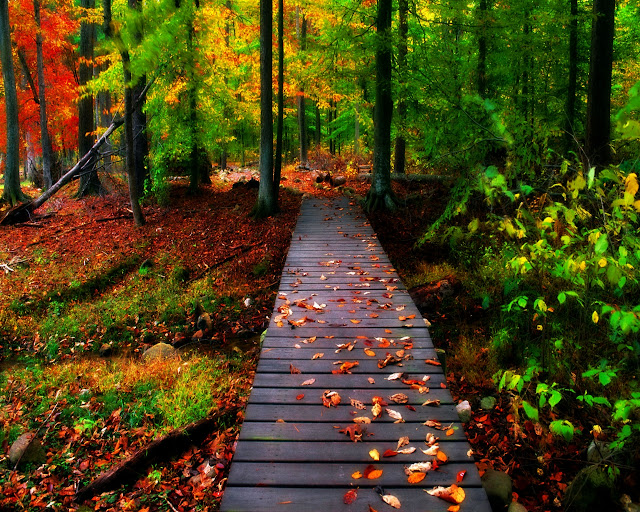 Autumn-pictures-+Wallpaper-Photos-gallery-2011-039