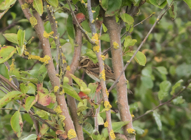 Rustic Bunting - Spurn, Yorkshire