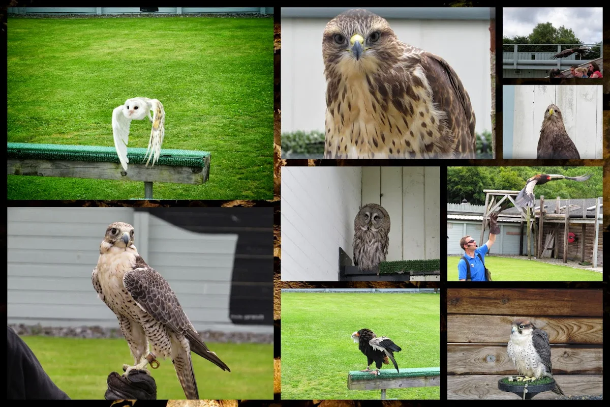 Drive Dublin to Clare: Aillwee Caves Birds of Prey Center