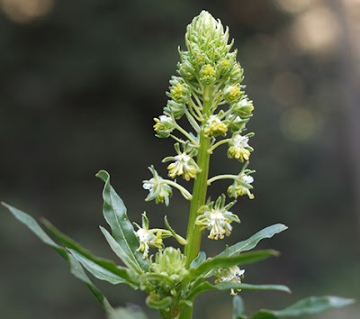 Reseda (Reseda phyteuma)