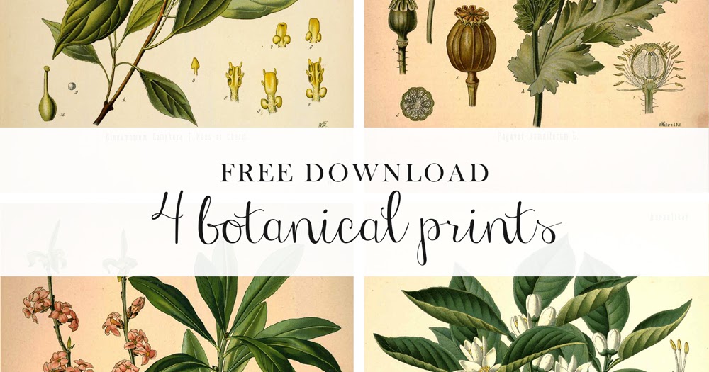 Forest Dreams: Free: Botanical prints!