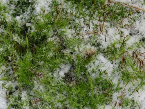 moss in snow