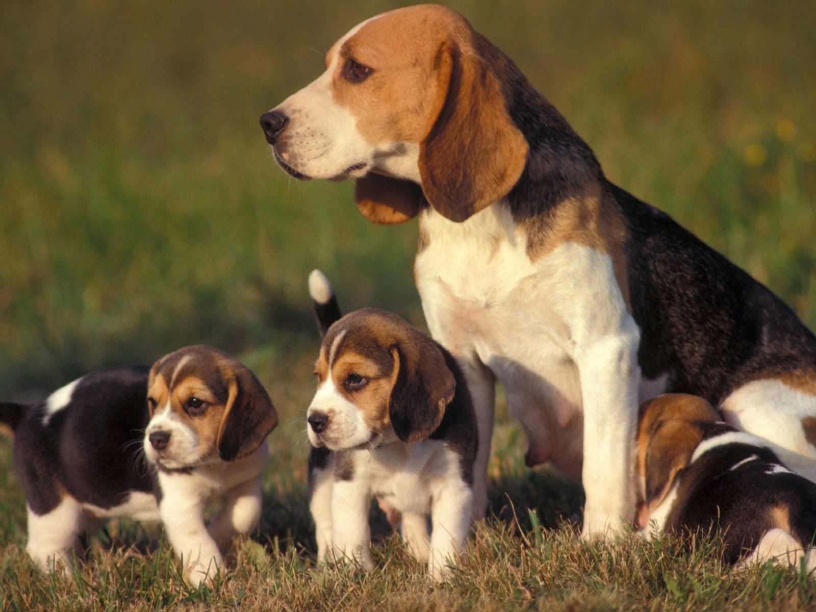 beagle