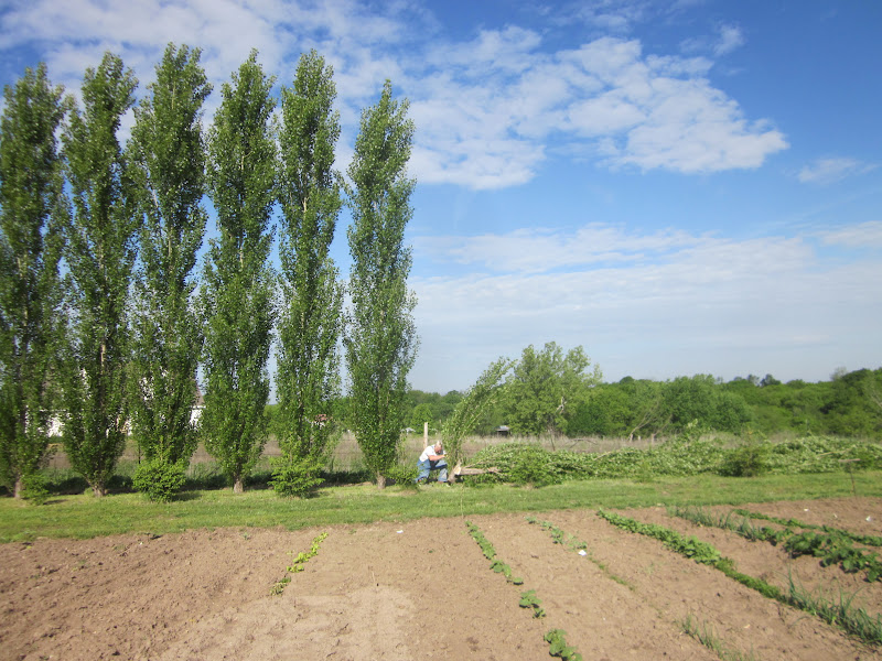 JUST ME Cutting down the poplar trees