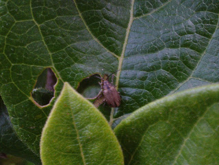 Viburnum beetle Green Fingered Blog