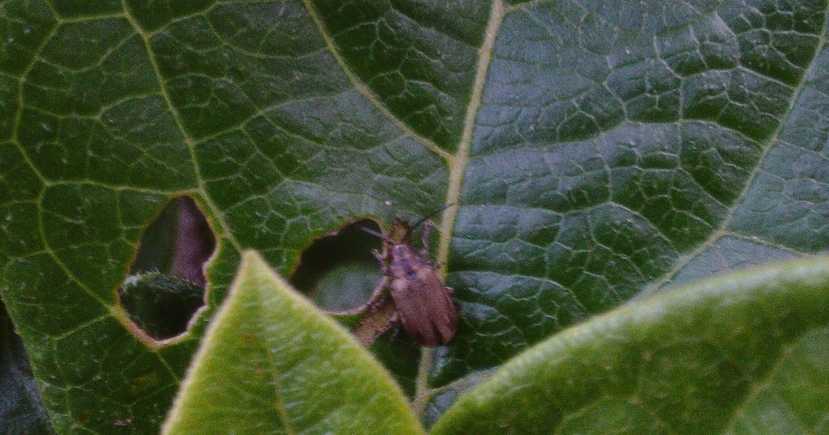 The Green Fingered Blog What's eating my viburnum and what can I do?