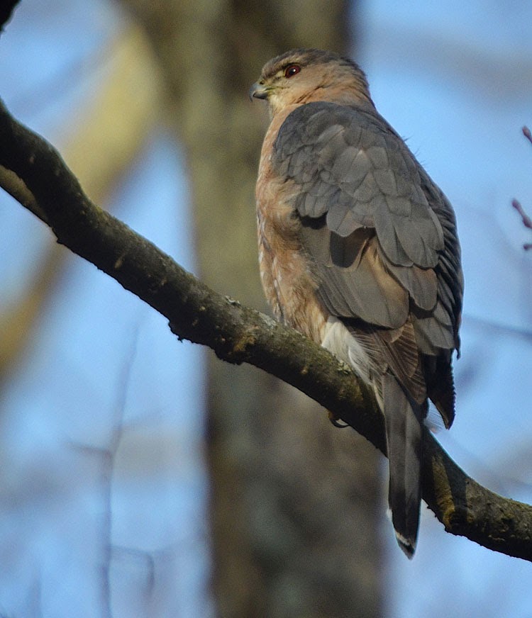 Red and the Peanut Cooper's Hawk along the Little Miami...and the