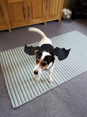 Bracken is ready for halloween Bracken is ready for halloween