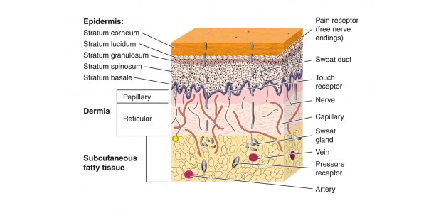 epidermis Global Bilgiler