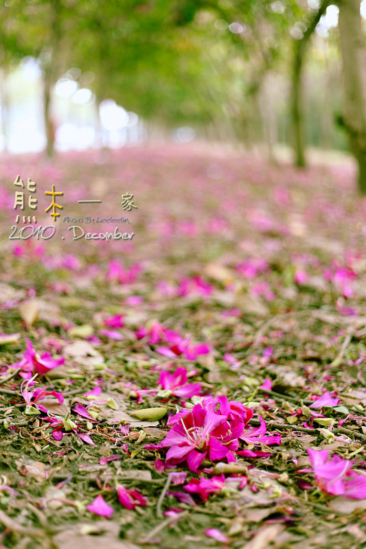 三峽北大學府路。艷紫荊櫻花步道~特區最美的人行道