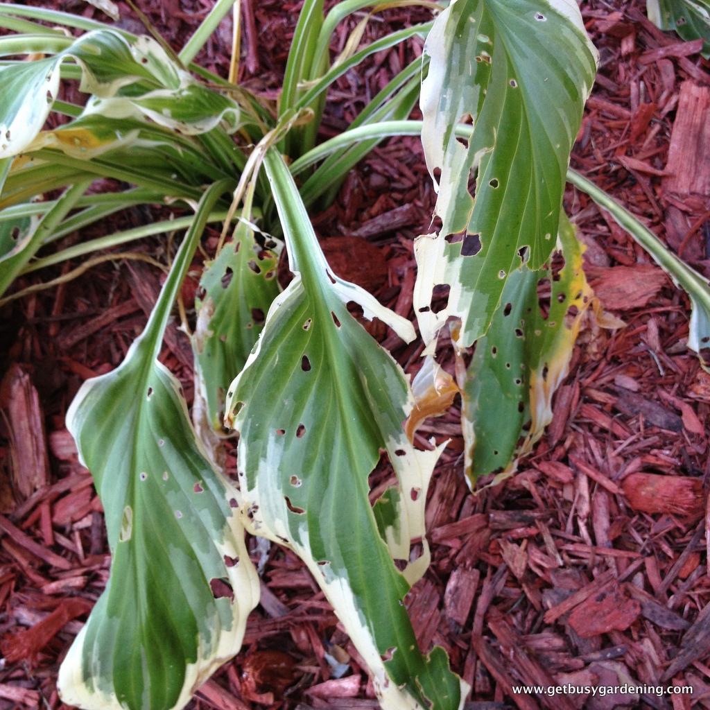 How To Control Slugs In The Garden Organically Get Busy Gardening Slug Damage On Hosta Plant
