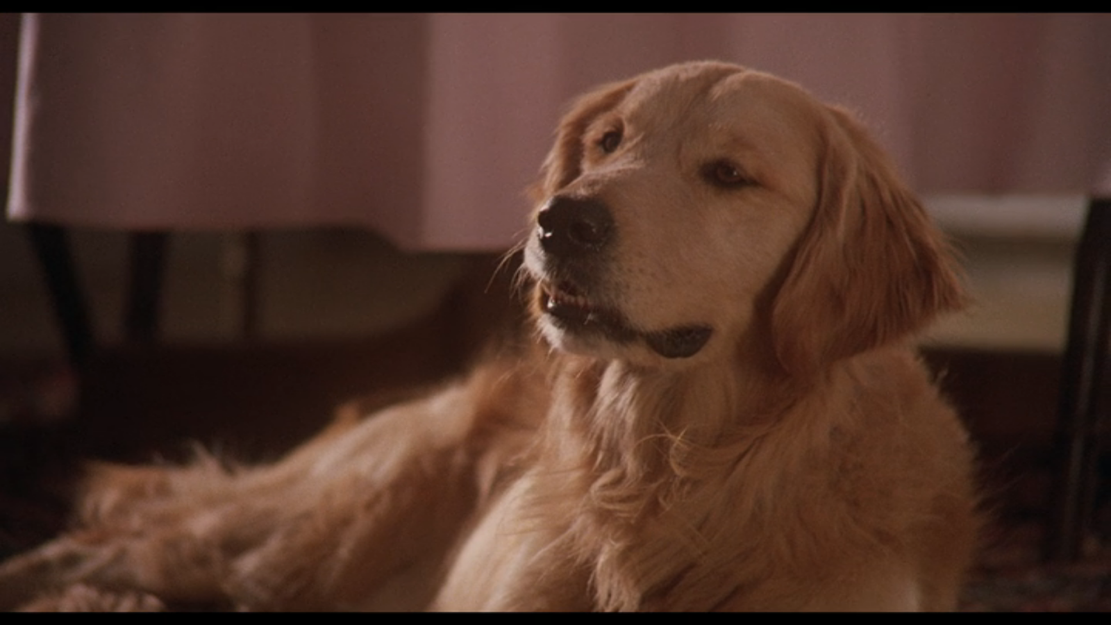 Homeward Bound The Incredible Journey (1993) AoM Movies et al. Homeward Bound The Incredible Journey (1993) AoM Movies et al.