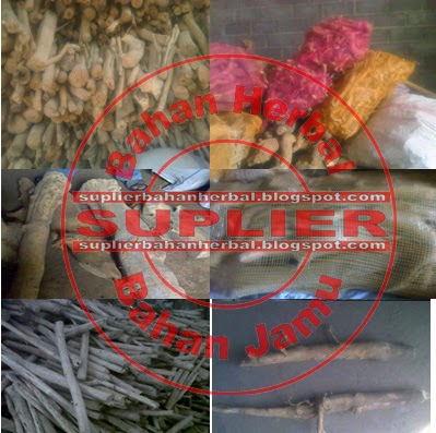 PASAK BUMI (Eurycoma Longifolia) - BAHAN BAKU HERBAL
