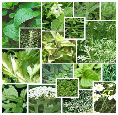Rahasia Herbal Untuk Penyakit Amandel Tanaman Berkhasiat Rahasia Herbal Untuk Penyakit Amandel Tanaman Berkhasiat