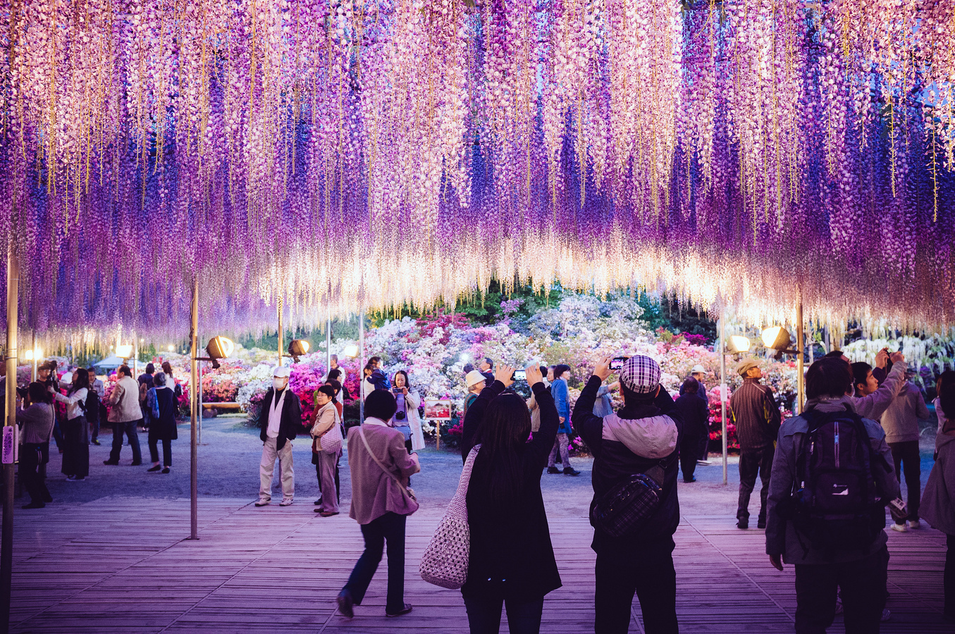The world most beautiful places Ashikaga Flower Park Ashikaga, Japan