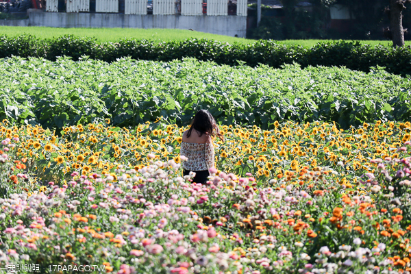 台中后里|中社花市|2019百合花和數十種花海美翻天|婚紗外拍熱門景點 台中后里|中社花市|2019百合花和數十種花海美翻天|婚紗外拍熱門景點