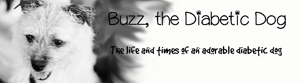 Buzz, the Diabetic Dog