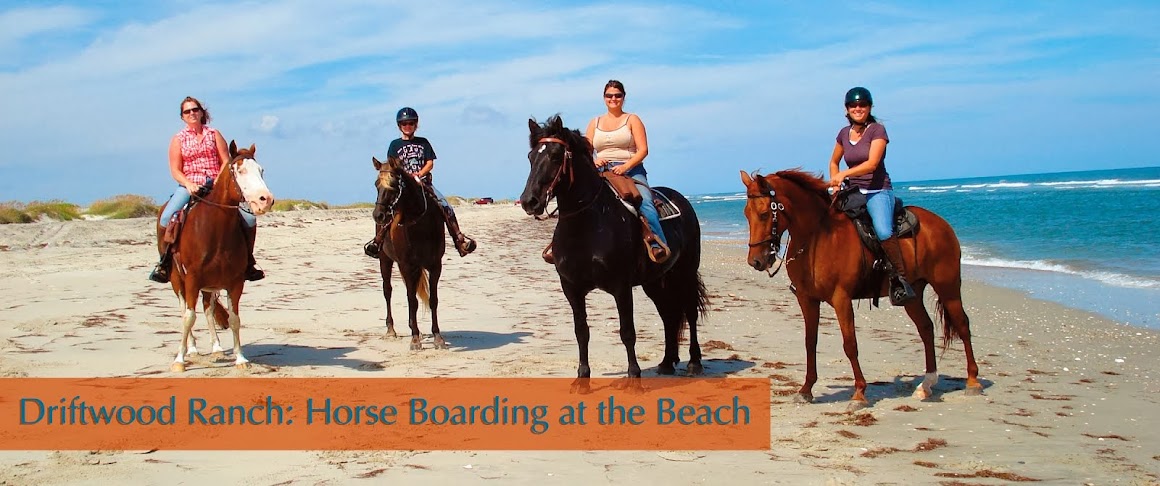 Driftwood Ranch Horse Boarding on Hatteras Island