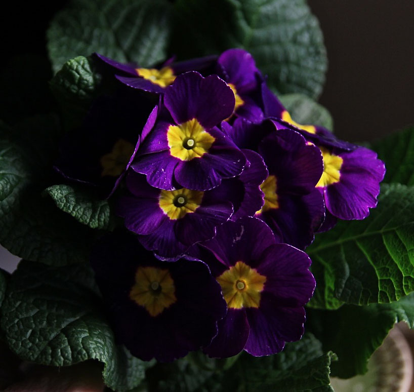 Bloomingwriter Gardening in Nova Scotia The gardener indoors