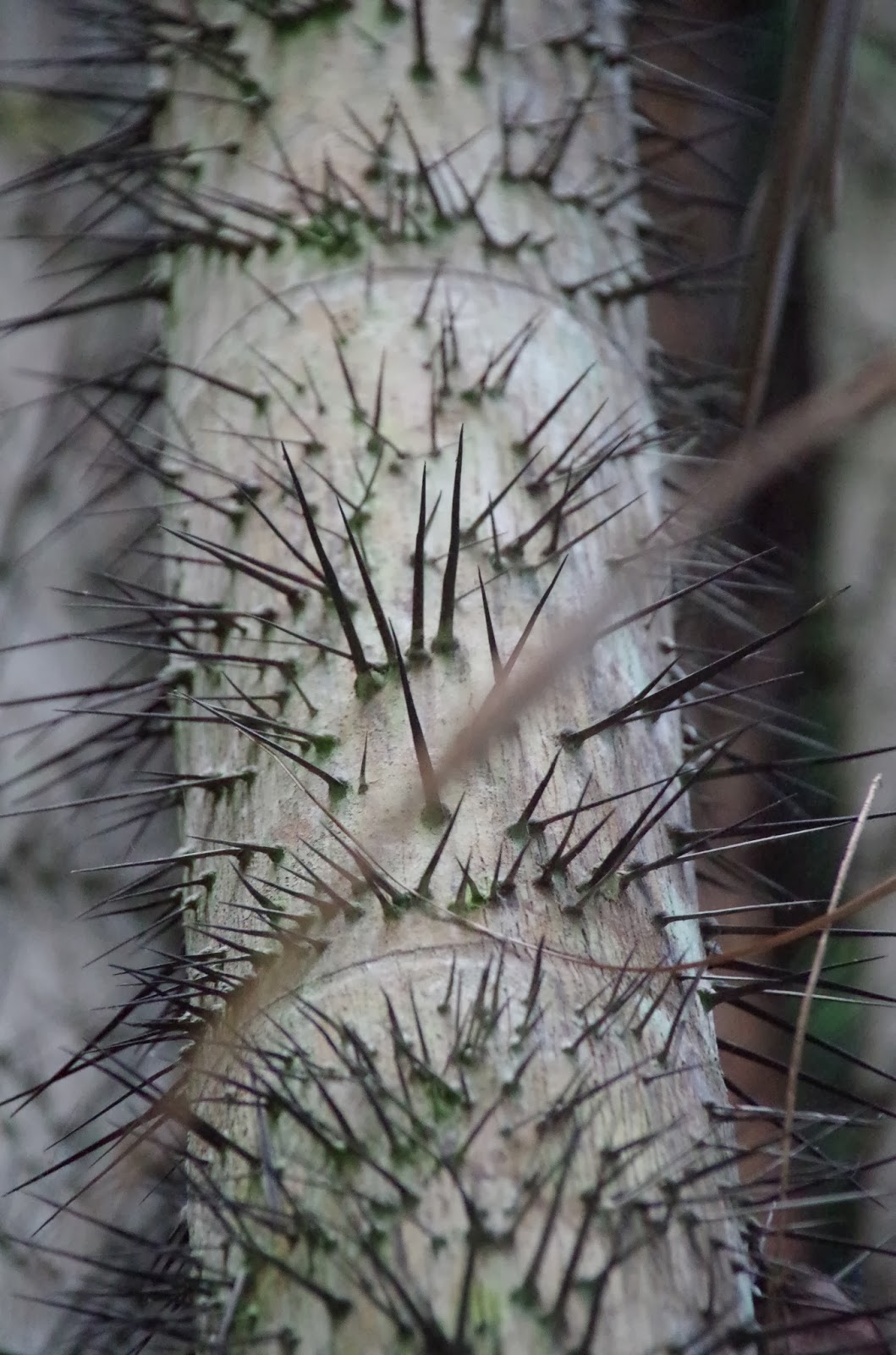 Trees and Plants: Nibong Palm