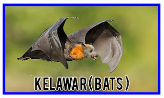 http://sabripestcontrol.blogspot.my/2016/09/kelawar-bats.html