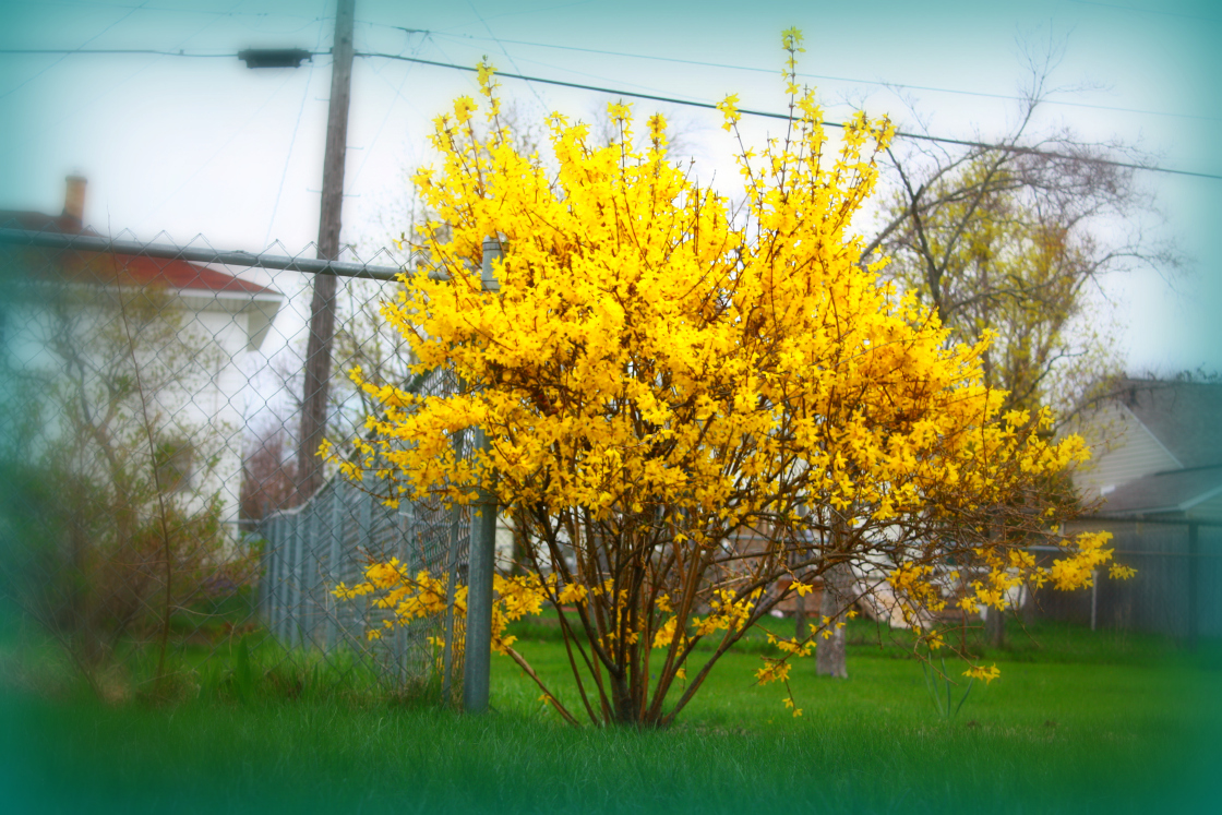 12 a day My very own Forsythia
