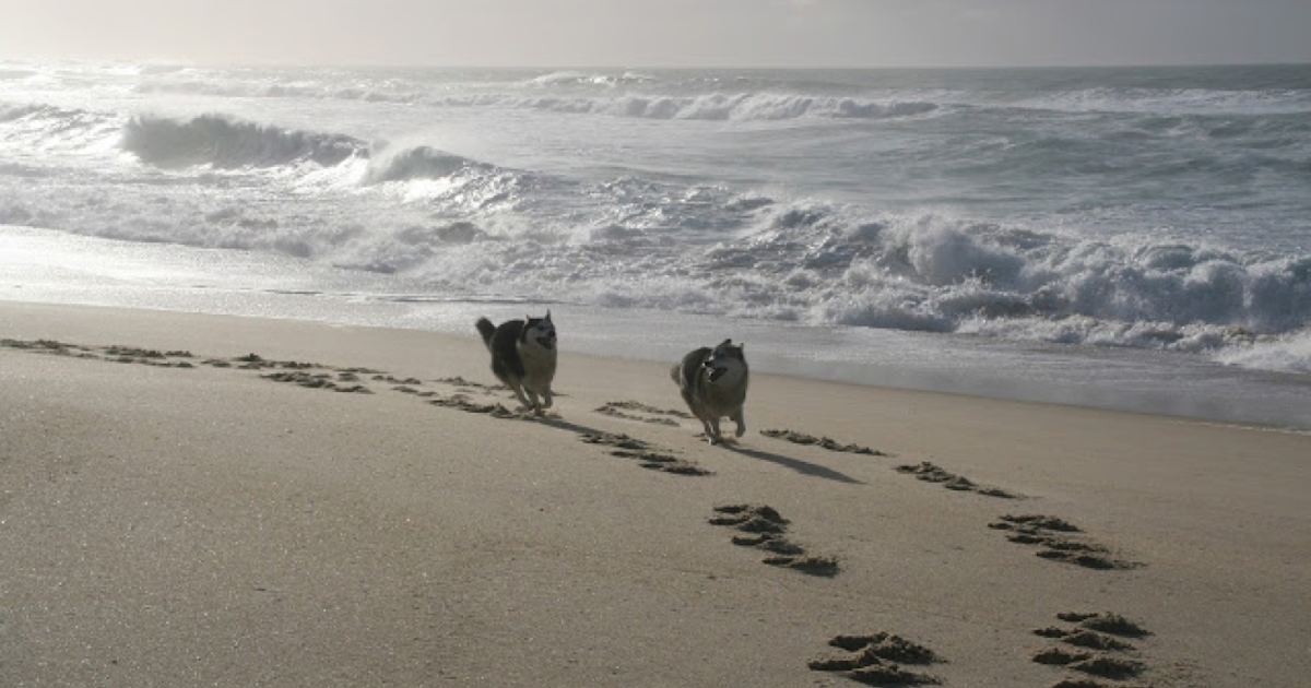 12 000 ans que le chien partage la vie de l'homme 12 000 ans que le chien partage la vie de l'homme
