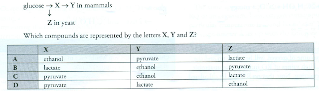 #97 Summary of Energy and Respiration | Biology Notes for A level