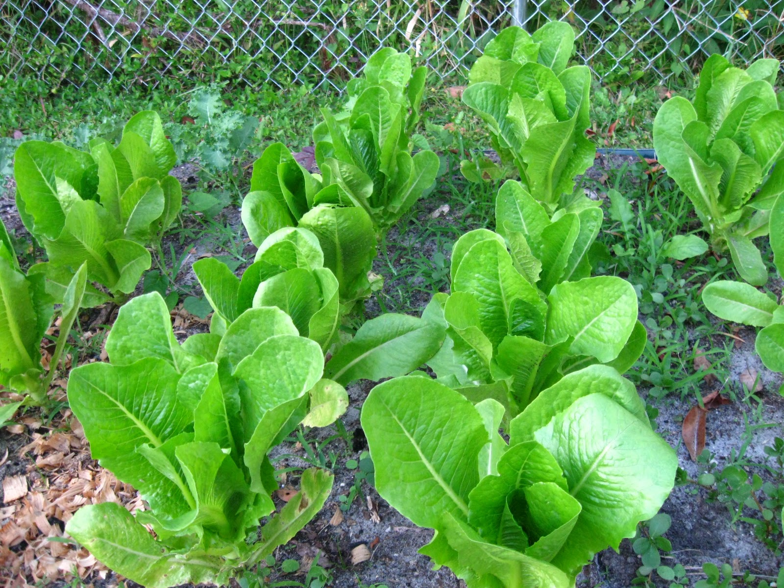 Growing Food in Florida What can we grow in November in Florida