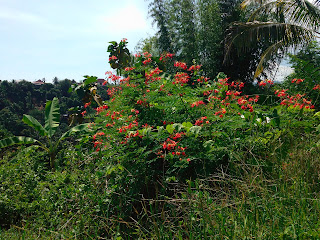 caesalpinia pulcherrima in the field in indonesia called bunga merak 